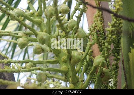 Selective focus of beautiful coconut fruit hanging on tree. Good for health. Stock Photo