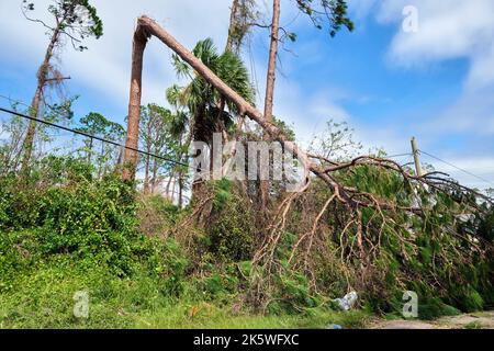 Fallen down big tree on power and communication lines after hurricane Ian in Florida. Consequences of natural disaster. Stock Photo