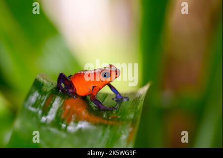 Strawberry poison dart frog (Oophaga pumilio) close up, sitting on a leaf, Costa Rica. Stock Photo