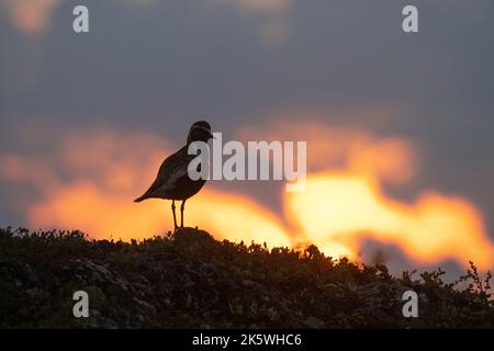 European golden plover standing on a hillside during a beautiful and colorful summery sunset in Urho Kekkonen National Park, Finland Stock Photo