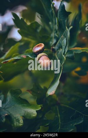 Brown Acorns hanging in Oak Tree. High quality photo Stock Photo