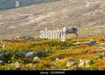 Domestic reindeer, Rangifer tarandus with large antlers walking in the mountains on an early summer morning at Urho Kekkonen National park Stock Photo