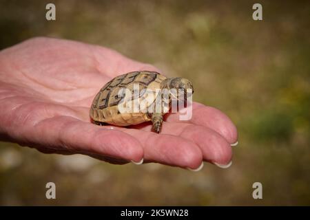 cute Baby tortoise, Spur-thighed tortoise, (Testudo graeca terrestris) Turkey Stock Photo