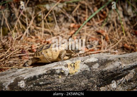 cute Baby tortoise, Spur-thighed tortoise, (Testudo graeca terrestris) Turkey Stock Photo