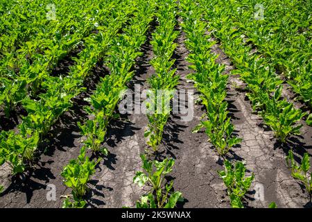 Close-up of young sugar beet plants in converging long rows. Agricultural field. Stock Photo