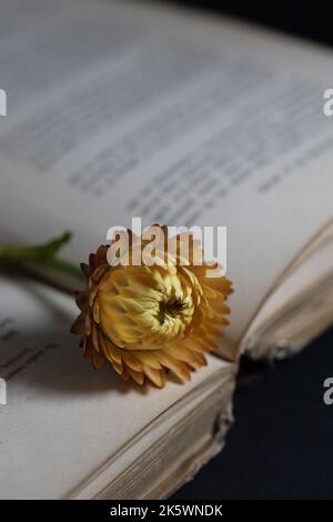 A strawflower on an old book. Stock Photo