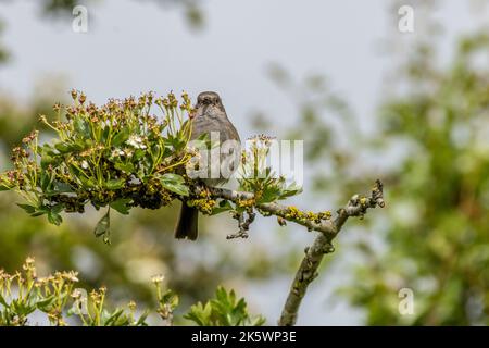 Dunnock (Prunella modularis) perched in a tree Stock Photo