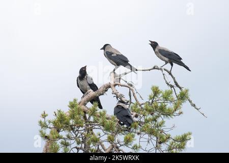 A small group of young Hooded crows perched on a Pine and begging for food from parents. Shot near Kuusamo, Northern Finland. Stock Photo