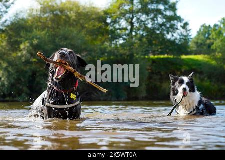 Close up view of two dogs playing in a river with splashing water and sticks in their mouths. Stock Photo