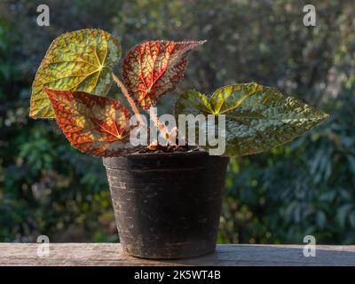 Closeup view of beautiful backlit begonia hybrid in pot isolated outdoors on natural background Stock Photo