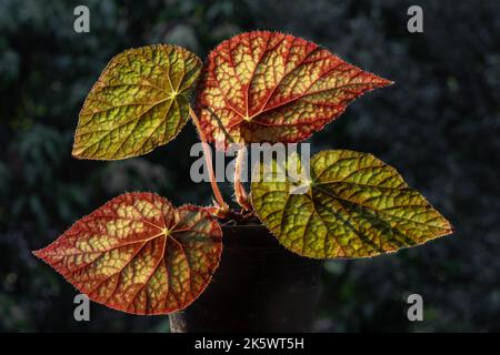 Closeup view of beautiful backlit leaves of rhizomatous begonia hybrid in pot isolated outdoors on dark natural background Stock Photo