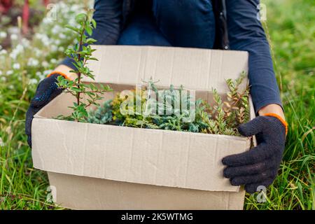 Gardener received parcel with different plants. Worker unpacking box with evegreens in fall garden. Autumn planting. Delivery from nurserygloves Stock Photo