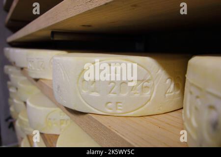 Bettelmatt cheese wheels, typical for Alpe Crampiolo (Piedmont, Italy ...