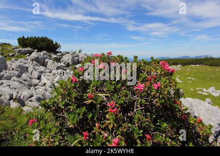 Rhododendron ferrugineum, the alpenrose, snow-rose, or rusty-leaved alpenrose with a mountain background Stock Photo