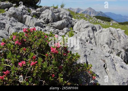 Rhododendron ferrugineum, the alpenrose, snow-rose, or rusty-leaved alpenrose with a mountain background Stock Photo