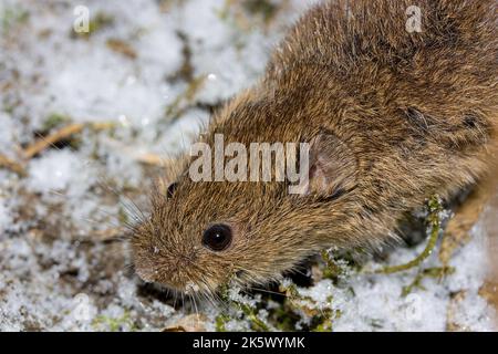 The common vole (Microtus arvalis) in a natural habitat Stock Photo