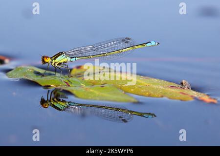 The small red-eyed damselfly (Erythromma viridulum) female on the surface of the water in a natural habitat Stock Photo