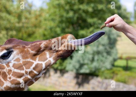 Hand-feeding giraffe with loose tongue in the zoo Stock Photo