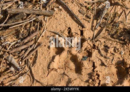 Image of a footprint imprinted in the damp earth of the field by some type of large dog Stock Photo