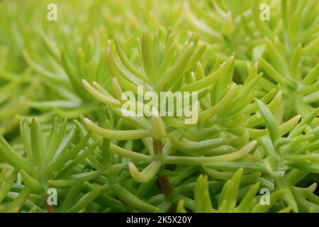close-up of pretty light green sedum plants, side view Stock Photo
