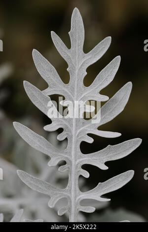 close-up of a single greyish-white, velvety leaf of a centaurea gymnocarpa against a blurry background Stock Photo