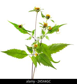 Devil's beggarticks plant with flowers isolated on white background Stock Photo