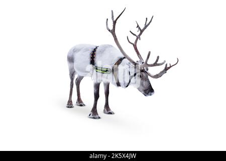 Reindeer with harness isolated on white background. Stock Photo