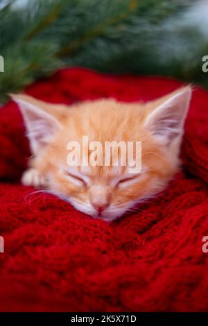 Ginger kitten sleeping with Christmas red background on red, Orange red Cat happy dreams, Holidays and relax Stock Photo
