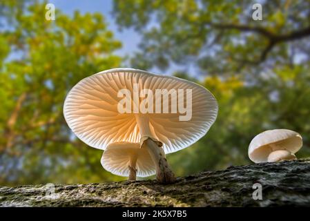 Porcelain fungus (Oudemansiella mucida) mushrooms growing on fallen tree trunk in forest in autumn / fall and showing gills at underside Stock Photo