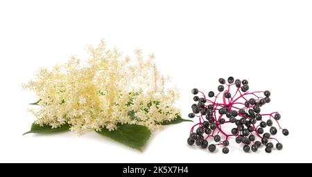 Elderberry Branch with berries and flowers   isolated on white background Stock Photo