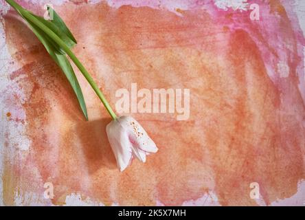 Elegant spring white tulip with leaves upside down. Floral watercolor drawing with a live tulip. Botanical art, spring-summer seasonal drawing. High quality photo Stock Photo