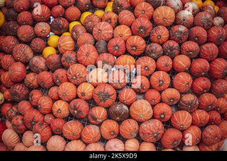 Colorful mini pumpkins, top view, flat lay. Autumn background. Halloween or Thanksgiving celebration. Stock Photo