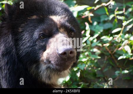 Spectacled Bear with a smile Stock Photo