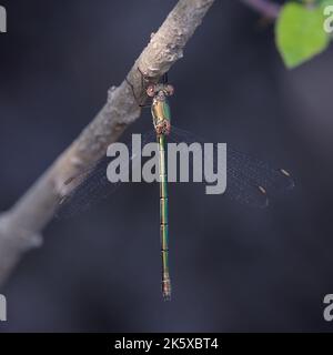 Willow emerald damselfly or Western willow spreadwing (Chalcolestes viridis, formerly Lestes viridis) Stock Photo