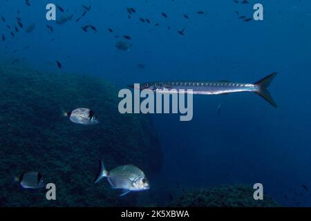 Yellowmouth barracuda or yellow barracuda (Sphyraena viridensis) in Mediterranean Sea Stock Photo