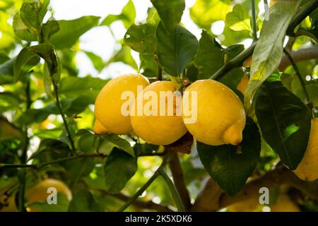 Organic lemons from Amalfi and sun of Sorrento are a gift from nature. On green tree, citrus fruits have the fragrance and taste of the Mediterranean Stock Photo