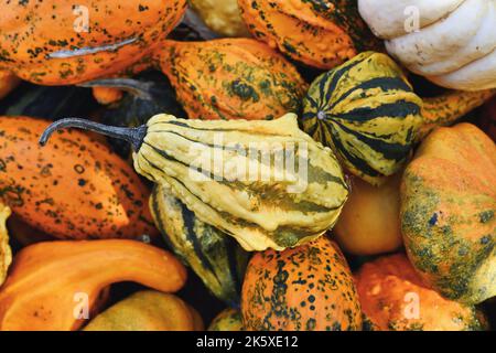 Small yellow ornamental gourd with stripes and warts in pile of pumpkins Stock Photo