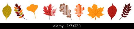 Autumn leaves set. Vector illustration isolated on white background Stock Vector