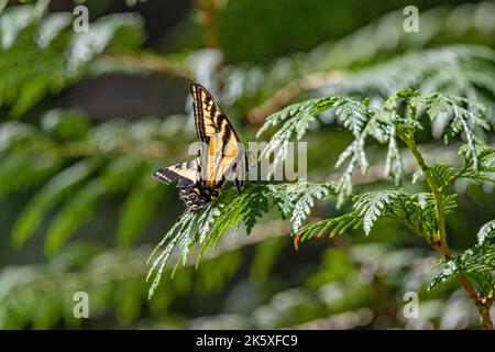 A selective focus shot of a eastern tiger swallowtail butterfly perched on western arborvitae leaves Stock Photo