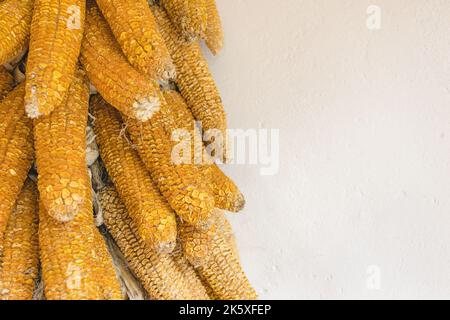 Thanksgiving autumn decoration with dried corn cobs on white background, copy space. Vintage style. Selective focus, holiday concept Stock Photo