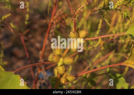 Common cocklebur. The thorny fruits of the cocklebur cling to clothes. Latin name Xanthium strumarium L. Stock Photo