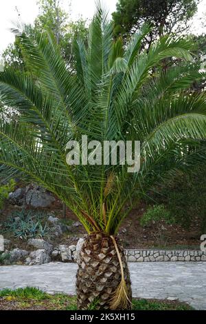 Big cikas palm tree with long green leaves in the rural landscape Stock Photo