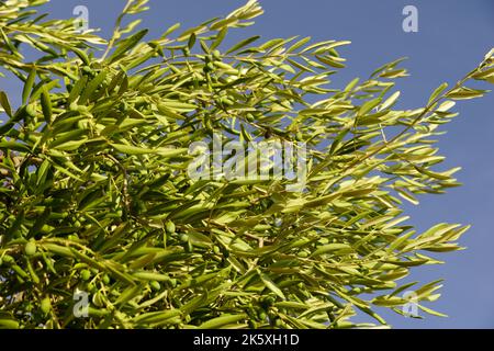Olive tree branches with olives swaying on the wind below blue sky on sunny day Stock Photo