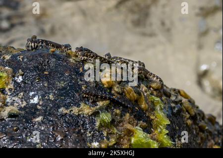 Rockskipper also known as combtooth blenny, Ilot Sancho island, Mauritius Stock Photo