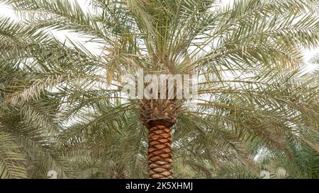 Plantation of date palms, agriculture industry in desert areas of the Middle East Stock Photo