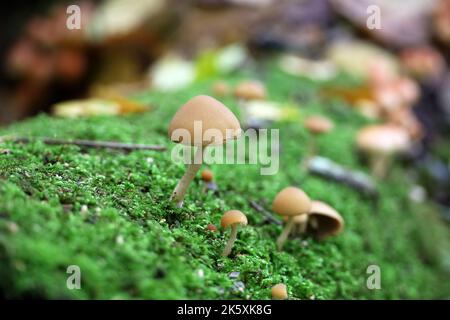 Psathyrella candolleana, group of mushrooms growing in green moss on fallen tree trunk Stock Photo