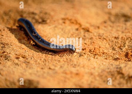 Shongololo, giant millipede (Archispirostreptus gigas) crossing red sand on a dune. Kalahari, South Africa Stock Photo
