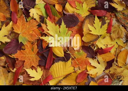 Autumn background - dried yellow, green, orange, purple and red leaves of maple, alder, sumac tree, cherry, arranged at random. Top down view. Closeup Stock Photo