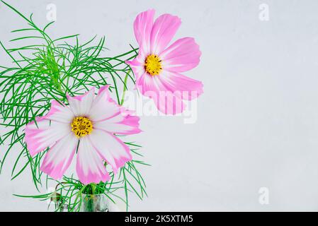 light pink Cosmos flowers isolated on white background. Stock Photo