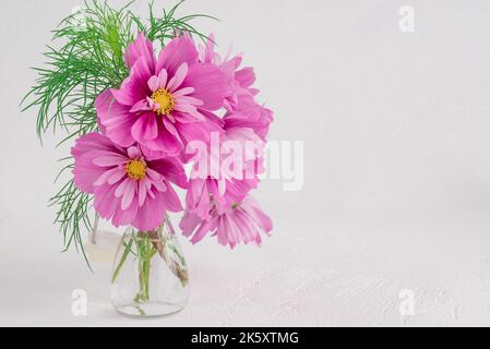 light pink Cosmos flowers isolated on white background. Stock Photo